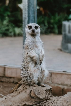 A Meerkat